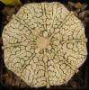 Astrophytum asterias cultivar 'Superkabuto' - Кактусы и суккуленты из Харькова от Оли и Сергея Мирошниченко