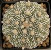 Astrophytum cultivar - Кактусы и суккуленты из Харькова от Оли и Сергея Мирошниченко