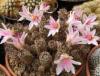 Mammillaria yaquensis - Кактусы и суккуленты из Харькова от Оли и Сергея Мирошниченко