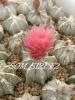 Astrophytum сv SOM 5121 F2 pink flowers - Кактусы и суккуленты из Харькова от Оли и Сергея Мирошниченко