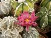 Astrophytum red  fl - Кактусы и суккуленты из Харькова от Оли и Сергея Мирошниченко