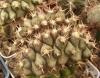 Gymnocalycium pungens - Кактусы и суккуленты из Харькова от Оли и Сергея Мирошниченко