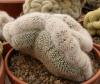 Notocactuc scopa f cristata - Кактусы и суккуленты из Харькова от Оли и Сергея Мирошниченко