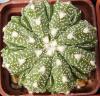 Astrophytum cultivar - Кактусы и суккуленты из Харькова от Оли и Сергея Мирошниченко