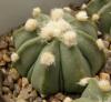 Astrophytum cultivar - Кактусы и суккуленты из Харькова от Оли и Сергея Мирошниченко