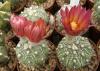 Astrophytum red  fl - Кактусы и суккуленты из Харькова от Оли и Сергея Мирошниченко