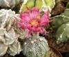 Astrophytum red  fl - Кактусы и суккуленты из Харькова от Оли и Сергея Мирошниченко