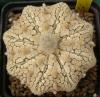 Astrophytum cv 'Star Ribs' - Кактусы и суккуленты из Харькова от Оли и Сергея Мирошниченко