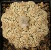 Astrophytum cv 'Star Ribs' - Кактусы и суккуленты из Харькова от Оли и Сергея Мирошниченко