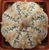 Astrophytum asterias cultivar 'Superkabuto' V-pattern - Кактусы и суккуленты из Харькова от Оли и Сергея Мирошниченко