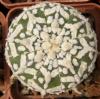 Astrophytum asterias cultivar 'Superkabuto' V-pattern - Кактусы и суккуленты из Харькова от Оли и Сергея Мирошниченко