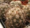 Coryphantha kracikii KKR 339 - Кактусы и суккуленты из Харькова от Оли и Сергея Мирошниченко