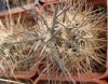 Austrocactus patagonicus - Кактусы и суккуленты из Харькова от Оли и Сергея Мирошниченко