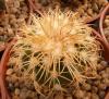 Discocactus bahiensis - Кактусы и суккуленты из Харькова от Оли и Сергея Мирошниченко