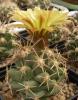 Coryphantha robustispina - Кактусы и суккуленты из Харькова от Оли и Сергея Мирошниченко