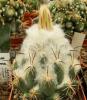 Coryphantha calipensis Z216 - Кактусы и суккуленты из Харькова от Оли и Сергея Мирошниченко