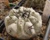 Copiapoa cinerea - Кактусы и суккуленты из Харькова от Оли и Сергея Мирошниченко