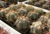 Echinocactus horizonthalonius - Кактусы и суккуленты из Харькова от Оли и Сергея Мирошниченко