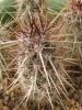 Echinocereus brandegeei - Кактусы и суккуленты из Харькова от Оли и Сергея Мирошниченко