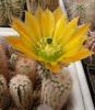 Echinocereus pectinatus v wenigeri 'ctenoides' - Кактусы и суккуленты из Харькова от Оли и Сергея Мирошниченко