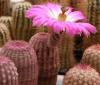 Echinocereus rigidissimus v rubispinus - Кактусы и суккуленты из Харькова от Оли и Сергея Мирошниченко