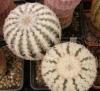 Echinocereus reichenbachi - Кактусы и суккуленты из Харькова от Оли и Сергея Мирошниченко