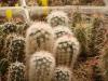 Echinocereus group - Кактусы и суккуленты из Харькова от Оли и Сергея Мирошниченко