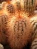 Echinocereus  reichenbachii v baileyi Lawton - Кактусы и суккуленты из Харькова от Оли и Сергея Мирошниченко