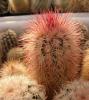 Echinocereus russanthus SB965 - Кактусы и суккуленты из Харькова от Оли и Сергея Мирошниченко