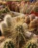 Echinocereus viereckii v huastecensis - Кактусы и суккуленты из Харькова от Оли и Сергея Мирошниченко