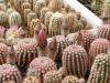 Echinocereus group - Кактусы и суккуленты из Харькова от Оли и Сергея Мирошниченко