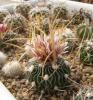 Echinofossulocactus phyllacanthus CH223 - Кактусы и суккуленты из Харькова от Оли и Сергея Мирошниченко