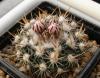 Echinofossulocactus sp Rio de Mayo - Кактусы и суккуленты из Харькова от Оли и Сергея Мирошниченко