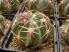 Ferocactus macrodiscus - Кактусы и суккуленты из Харькова от Оли и Сергея Мирошниченко