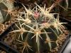 Ferocactus macrodiscus - Кактусы и суккуленты из Харькова от Оли и Сергея Мирошниченко