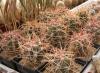 Ferocactus acanthodes, Saguaro - Кактусы и суккуленты из Харькова от Оли и Сергея Мирошниченко