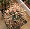 Ferocactus acanthodes, Saguaro - Кактусы и суккуленты из Харькова от Оли и Сергея Мирошниченко