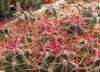 Ferocactus gracilis - Кактусы и суккуленты из Харькова от Оли и Сергея Мирошниченко