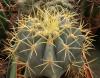 Ferocactus glaucescens - Кактусы и суккуленты из Харькова от Оли и Сергея Мирошниченко