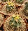 Ferocactus chrysacanthus - Кактусы и суккуленты из Харькова от Оли и Сергея Мирошниченко