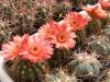 Notocactus ottonis v vencluianus - Кактусы и суккуленты из Харькова от Оли и Сергея Мирошниченко