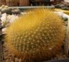 Notocactus graessneri - Кактусы и суккуленты из Харькова от Оли и Сергея Мирошниченко