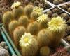 Notocactus leninghausii - Кактусы и суккуленты из Харькова от Оли и Сергея Мирошниченко