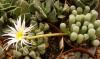 Fenestraria rhopalophylla - Кактусы и суккуленты из Харькова от Оли и Сергея Мирошниченко