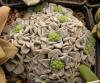 Crassula mesembryanthemopsis - Кактусы и суккуленты из Харькова от Оли и Сергея Мирошниченко