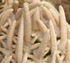 Pediocactus peeblesianus - Кактусы и суккуленты из Харькова от Оли и Сергея Мирошниченко