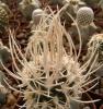 Pediocactus peeblesianus v fickeisenii SB903 - Кактусы и суккуленты из Харькова от Оли и Сергея Мирошниченко