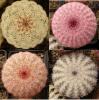 Echinocereus - Кактусы и суккуленты из Харькова от Оли и Сергея Мирошниченко