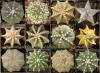 Astrophytum cultivar - Кактусы и суккуленты из Харькова от Оли и Сергея Мирошниченко