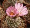 Turbinicarpus pulcherrimus - Кактусы и суккуленты из Харькова от Оли и Сергея Мирошниченко